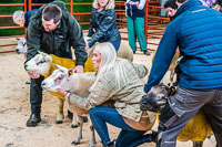 Longtown Ram Fair-12